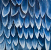 PLUMAGE BLUE Poster Print by Atelier B Art Studio Atelier B Art Studio - Item # VARPDXBEGANI495