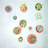 CACTUS PLANTS Poster Print by Atelier B Art Studio Atelier B Art Studio - Item # VARPDXBEGFLO331