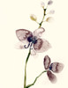 Dark Orchid 1 Poster Print by Boho Hue Studio Boho Hue Studio