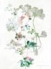 Boho Geranium Botanical    Poster Print by Bluebird Barn Bluebird Barn - Item # VARPDXBLUE138