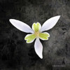 Contemporary Floral Trillium Poster Print by Bluebird Barn Bluebird Barn - Item # VARPDXBLUE236