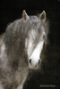 Gypsy Vanner Mystique   Poster Print by Bluebird Barn Bluebird Barn - Item # VARPDXBLUE260