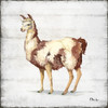 Farmhouse Llama II Poster Print by Paul Brent - Item # VARPDXBNT1462