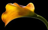 Mango Calla Lily Poster Print by Barry Seidman - Item # VARPDXBSRC011A