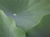 Lotus Leaves Poster Print by Jim Christensen - Item # VARPDXCR006A