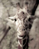 Giraffe whats up Poster Print by Davis Ashley Davis Ashley - Item # VARPDXDARC032