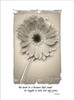 Gerbera Poster Print by Diane Stimson - Item # VARPDXDSRC211B1