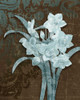 Daffodil Damask Poster Print by Diane Stimson - Item # VARPDXDSRC215A1