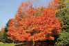 Autumnal 2 Poster Print by Diane Stimson - Item # VARPDXDSRC5001B