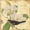 Bird Magnolia Poster Print by Diane Stimson - Item # VARPDXDSSQ222B