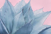 Pink Crush V Poster Print by Elizabeth Urquhart - Item # VARPDXEURC005V