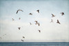 Soar I Poster Print by Elizabeth Urquhart - Item # VARPDXEURC010A