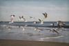 Soar IV Poster Print by Elizabeth Urquhart - Item # VARPDXEURC010D