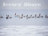 Jersey In A Row Poster Print by Elizabeth Urquhart - Item # VARPDXEURC015A