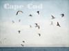 Cape Flight Poster Print by Elizabeth Urquhart - Item # VARPDXEURC015B