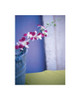 Orchids  Poster Print by Frontline Frontline