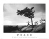 Peace - Yoga Poster Print by Unknown Unknown