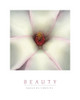Beauty - White Magnolia Poster Print by Unknown Unknown - Item # VARPDXF102235
