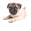 Cute Pug Puppy Poster Print by Edward M. Fielding - Item # VARPDXF746D