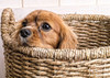 Puppy in a Laundry Basket Poster Print by Edward M. Fielding - Item # VARPDXF761D