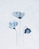 Blue Poppies 2 Poster Print by Anonymous Anonymous - Item # VARPDXFAF1303