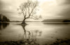 Lone Tree in a Lake Poster Print by Ian Rushton - Item # VARPDXFAF1330
