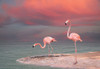 Pink Flamingos Poster Print by Vladmir Sazonov - Item # VARPDXFAF1389