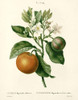 Citrus Plant Botanical Poster Print by Anonymous Anonymous - Item # VARPDXFAF1460