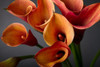 Orange Calla Lilies Poster Print by Anonymous Anonymous - Item # VARPDXFAF1461
