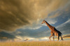 Giraffes, African Skies Poster Print by Anonymous Anonymous - Item # VARPDXFAF2038C
