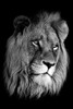 Lion King Poster Print by Anon Anon - Item # VARPDXFAF890