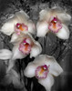 Cymbidium Orchid White Poster Print by Igor  Maloratsky - Item # VARPDXFAFM2021