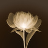 Full Bloom (sepia) Poster Print by Anonymous Anonymous - Item # VARPDXFL0101S