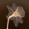 Veiled Blossom (sepia) Poster Print by Anonymous Anonymous - Item # VARPDXFL0110S