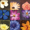 Flower Patch Poster Print by Lauren Gibbons - Item # VARPDXGLSQ018