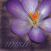 Wish Flower Poster Print by Lauren Gibbons - Item # VARPDXGLSQ019A1