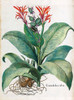 Canna Indica Poster Print by Basilius Besler - Item # VARPDXHE01