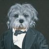 Dog in Suit Poster Print by Holllihocks Art Holllihocks Art - Item # VARPDXHH127