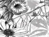 Simple BW Flower Poster Print by Jace Grey - Item # VARPDXJGRC076A2