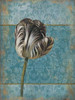 Single Flower 2 Poster Print by Jace Grey - Item # VARPDXJGRC081B