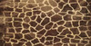 Animal Print 3 Poster Print by Jace Grey - Item # VARPDXJGRC096C2