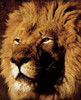 Lion Poster Print by Jace Grey - Item # VARPDXJGRC097B