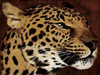 Leopard Poster Print by Jace Grey - Item # VARPDXJGRC097C