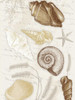 Shells Mate Poster Print by Jace Grey - Item # VARPDXJGRC134B