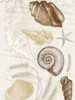 Shells Mate Poster Print by Jace Grey - Item # VARPDXJGRC134B