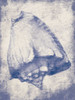 Shell Shade Poster Print by Jace Grey