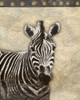 Zebra Africa 2 Poster Print by Jace Grey - Item # VARPDXJGRC196A2