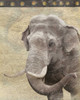 Elephant Poster Print by Jace Grey - Item # VARPDXJGRC196D