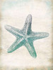 Starfish Poster Print by Jace Grey - Item # VARPDXJGRC225B