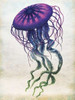 Colored Jellyfish Poster Print by Jace Grey - Item # VARPDXJGRC227B